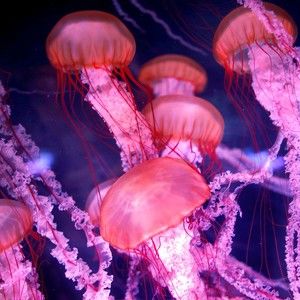 Meet your Posher, Chelsy